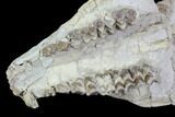 Oreodont (Merycoidodon) Partial Skull - Wyoming #95061-7